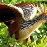 Bird Watching Peru Two Day - Birding Huacarpay, Malaga Pass